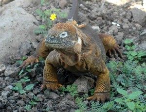 Land iguana, photo by Beb Earley