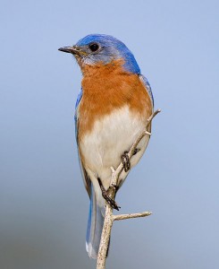Eastern Bluebird, photo by William H. Majoros (Wikimedia Commons)