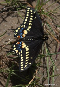 Black swallowtail - Papilio polyxenes