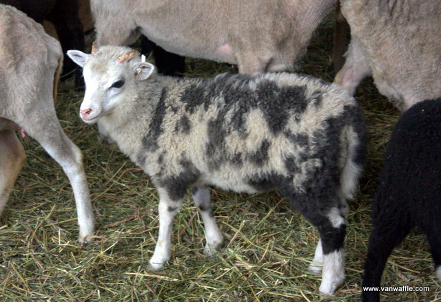 A blue-grey ram lamb at Chassagne