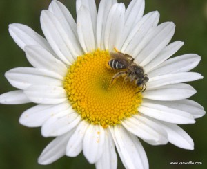 Bee on daisy, photo by Van Waffle