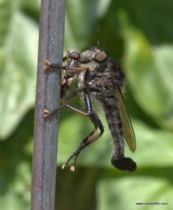 Promachus sp. robber fly
