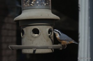Nuthatch at the feeder