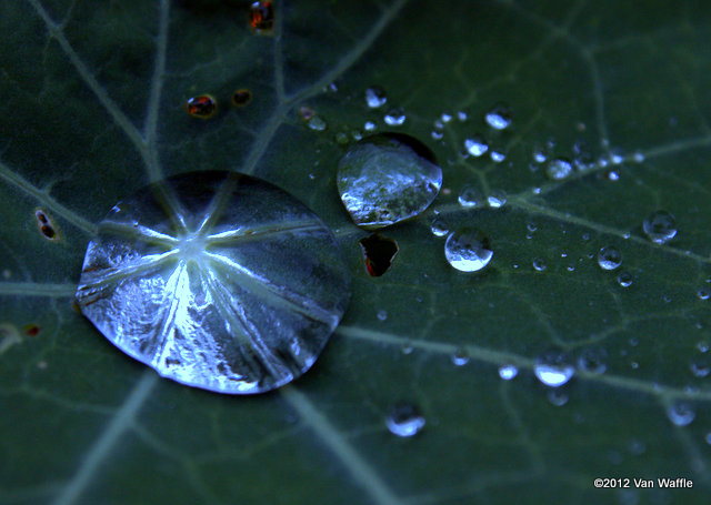 Droplets on nasturtium leaf