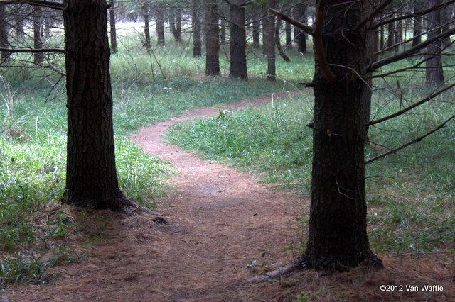 Path through the pine plantation