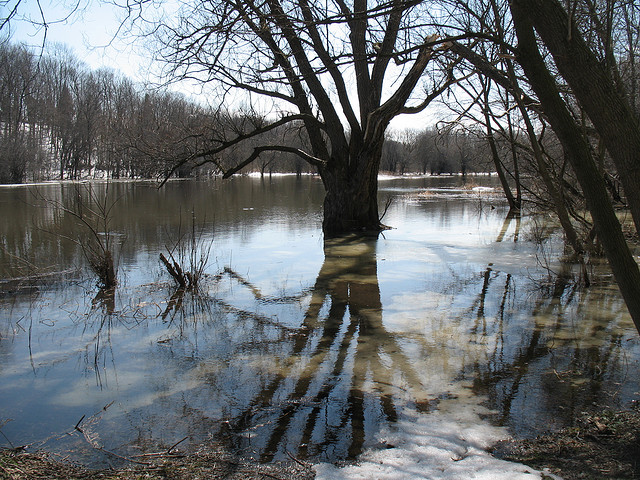 Old Man Willow and the flooded Eramosa River