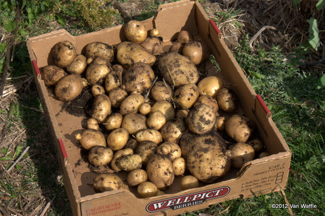 Bintje potato harvest