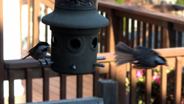 Two chickadees at the feeder