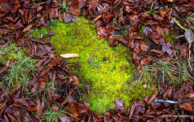 Moss and birch leaves