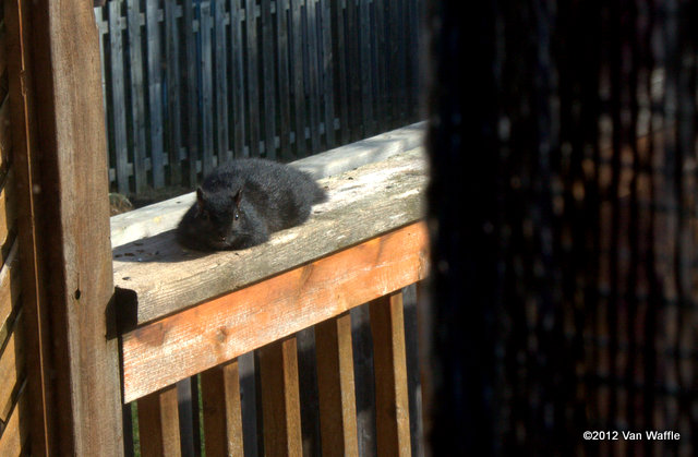 Communing with a black squirrel