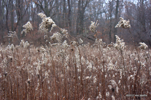 Goldenrod seed heads at Cootes Paradise