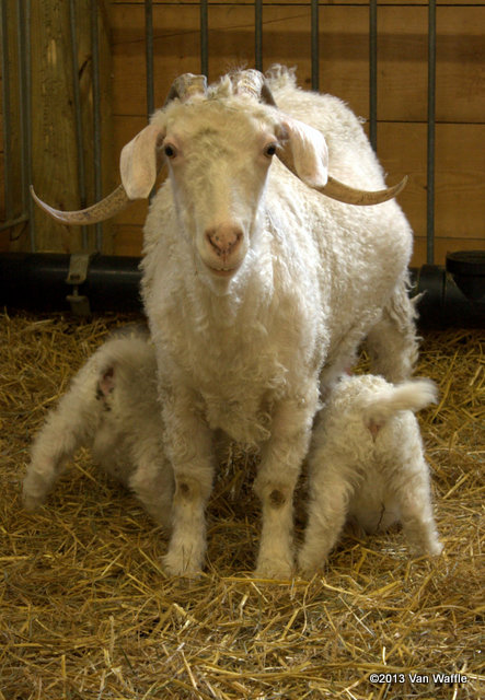 Mother Angora goat with twin kids