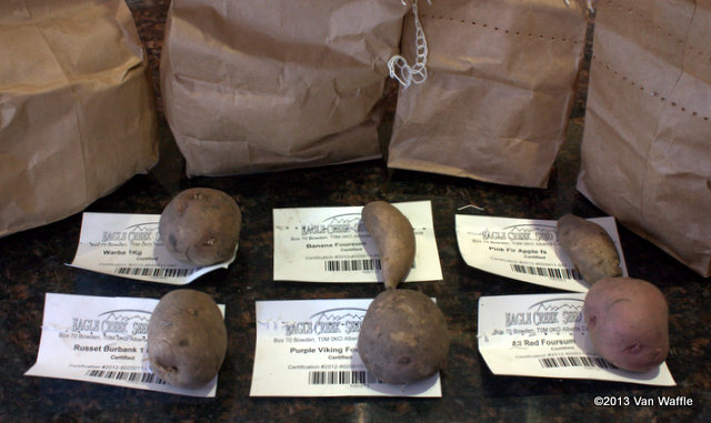Specialty potatoes