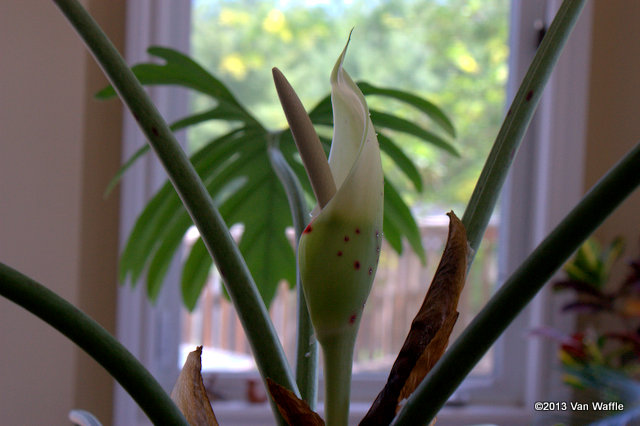 Philodendron pinnatifidum 1