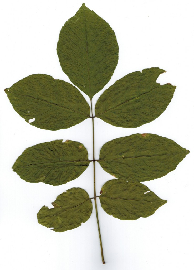 Cottage ash leaf