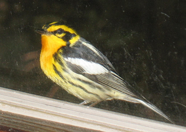 Blackburnian warbler