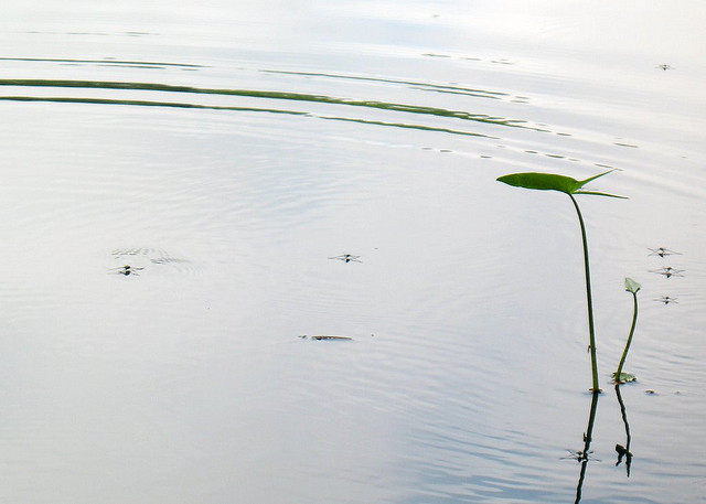 Water striders move on water beside an arrowhead plant