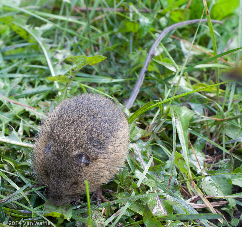 Mystery vole with long tail