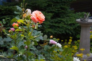 An exquisite rose and a sundial in a fairy garden.