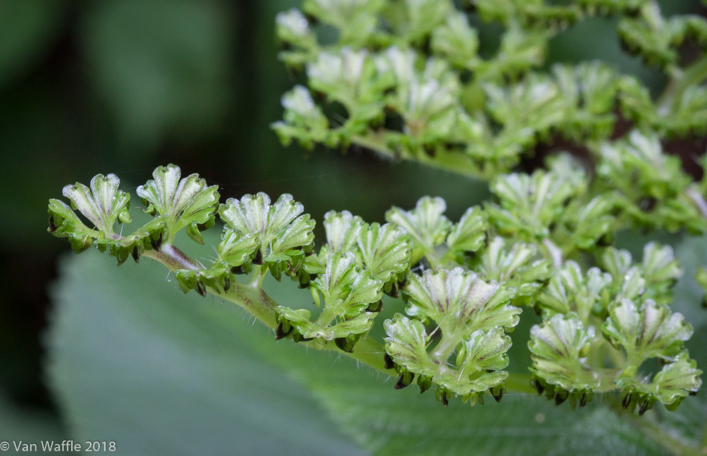 Canada wood-nettle seed heads, Laportea canadensis