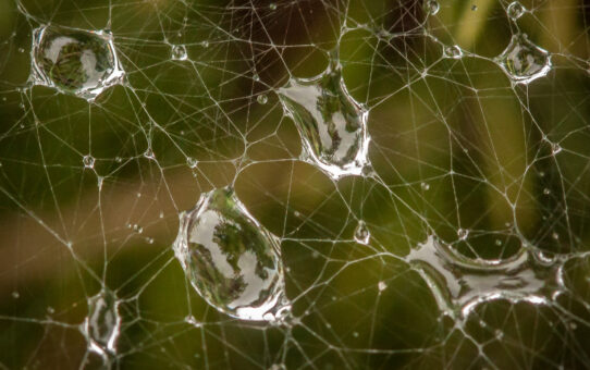 Rain droplets caught in a cobweb