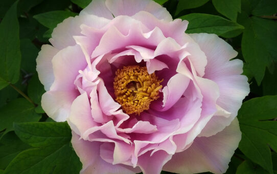 Pink peony photographed with a smartphone