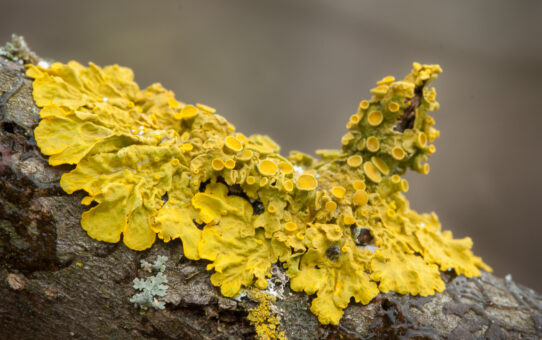 Common orange lichen, Xanthoria parietina