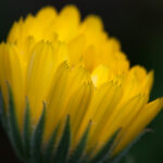 A calendula in my garden on a rainy day appears to emanate its own light from within.