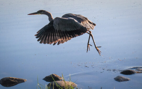 A photo of a great blue heron taking flight is not part of my memory of the encounter
